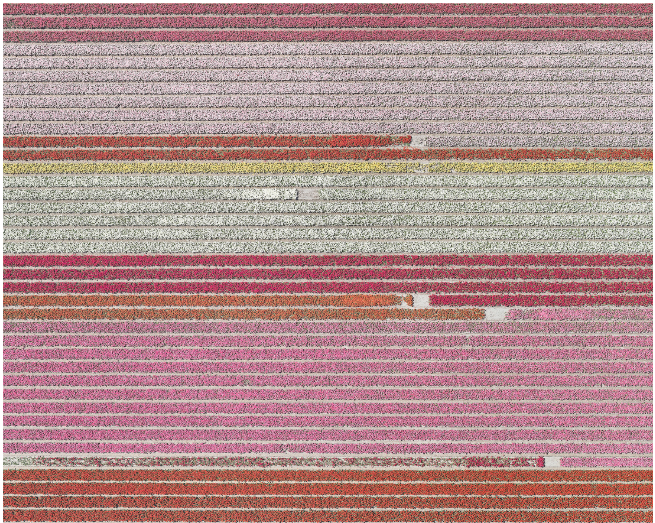 Bernhard Lang | Tulip Fields 005
