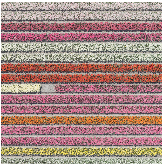 Bernhard Lang | Tulip Fields 028