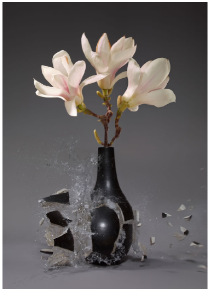 Martin Klimas | Magnolia XI