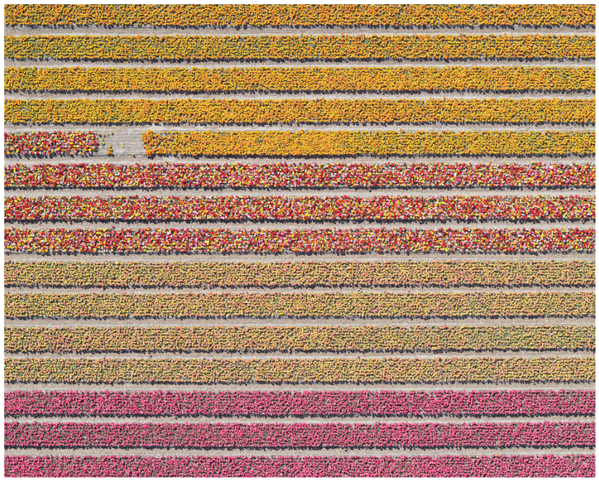 Bernhard Lang | Tulip Fields 016