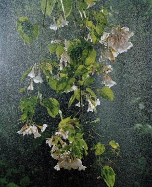 Sanna Kannisto, Transient Rain, 2010, c-print, 105x130cm